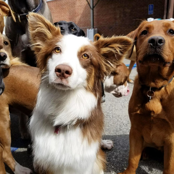 Almanya'da köpeklerimi gezdirmek